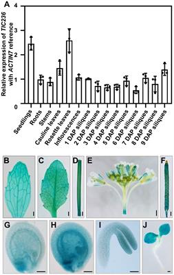 Arabidopsis TIC236 contributes to proplastid development and chloroplast biogenesis during embryogenesis